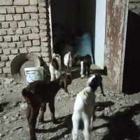 فروش بز و بزغاله