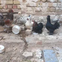 مرغ و خروس فول کیفیت