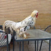 مرغ و خروس و نیمچه محلی و سلطان تخم گذار