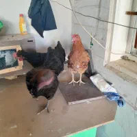 مرغ
