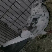 کبوتر جفتی