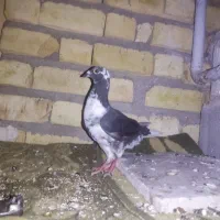 گلی سینه سفید ماده قابل ارسال به همه نقاط