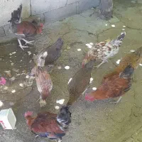 خروس