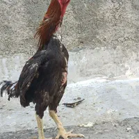 خروس لاری