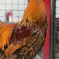 خروس بالغ ویاندوت  جی اس جی