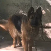 سگ ژرمن شپهرد ماده