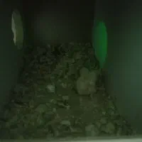 جوجه عروس هلندی