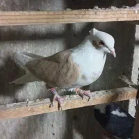 سهره|پرنده|شهر ری, شهادت|دیوار