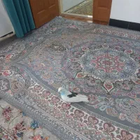 کبوتر