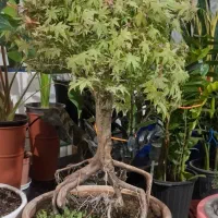 فروش بنسای درختچه های ژاپنی ، افرا، نارون سیجو
