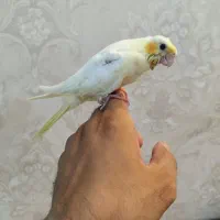 جوجه عروس لوتینو