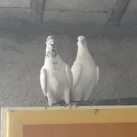 فروش ۵ عدد کبوتر