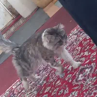 گربه نر|گربه|ارومیه, |دیوار