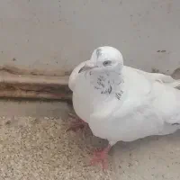 کفتر