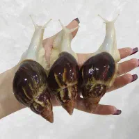حلزون جید تخم گذار
