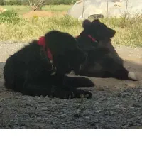 سگ نگهبان