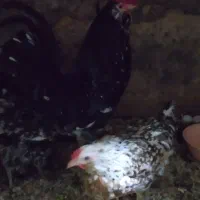 مرغ و خروس گلین لری اصیل