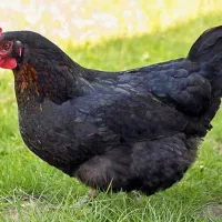 مرغ کردی تخم گزار