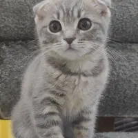 اسکاتیش دبل فولد اصیل شاه توله