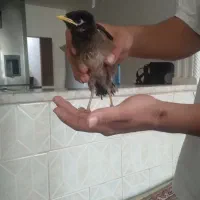 مینا