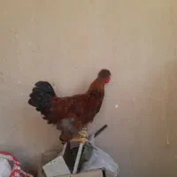 خروس