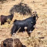 پازن کهره شاخ انبری ترکی میش قوچ بره نرماده بز