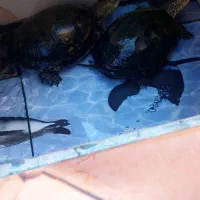 مرغ گلین سرچشمه زارچ|خزنده|زارچ, |دیوار