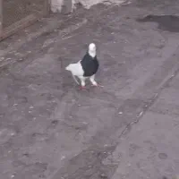 کبوتر