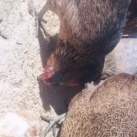 باروک