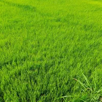 بذر شالی درجه یک