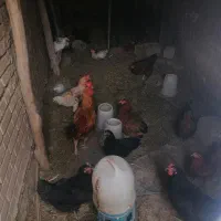 تعدادی تخم گذار و مرغ گیر