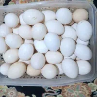تخم مرغ محلی تازه