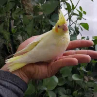 انواع جوجه عروس هلندی سرلاکی نژاد سخنگو