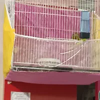 قناری نر مست شلاقی نژاد سبز زیتونی