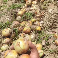 سیب زمینی