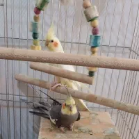 جفت عروس هلندی  بالغ دستی