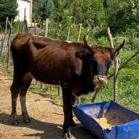 گاو