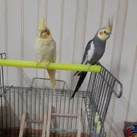 1جفت مولدجوجه دوس وجوجه‌ بزرگ کن واقعی تخفیف خوب