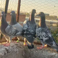 پلاکی جوجه و جفت