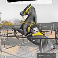 مادیان درجه یک