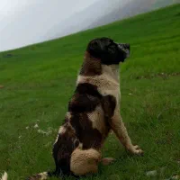 سگ سرابی