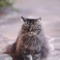 خط رند کد۲ همراه اول