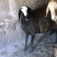 بره ی مایه شال