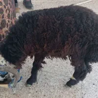 بره