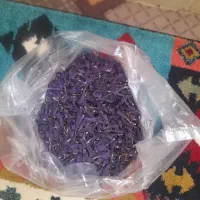 گل گاو زبان تازه