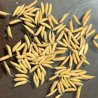شالی ندا و فجر
