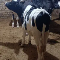 گوساله نر وزن ۱۵۰ کیلو ۷ راس قیمت ۱۸۲ میلیون