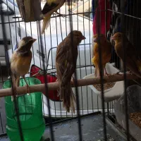 قناری نر و ماده درشت