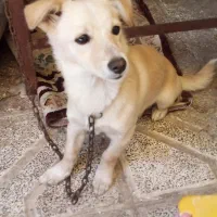 سگ پاکوتاه