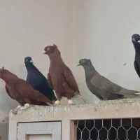 ۱۲تا دم سفید پرشی